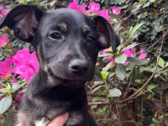Cachorro raça SRD  idade 2 a 6 meses nome Sem Nome
