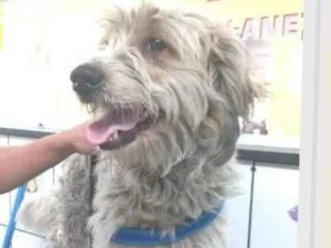 Cachorro raça SRD idade 3 anos nome Théo