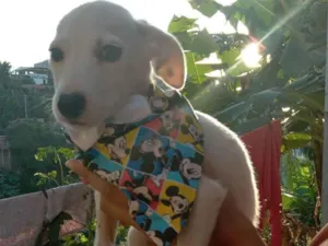 Cachorro raça Srd idade 2 a 6 meses nome Pedrinho 