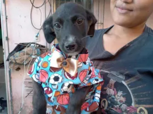 Cachorro raça Srd idade 2 a 6 meses nome Artuzinho 