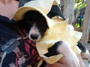 Cachorro raça Srd idade 2 a 6 meses nome Bryan 