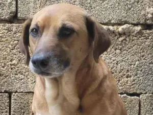Cachorro raça Sem raça definida idade 6 ou mais anos nome Tobby 