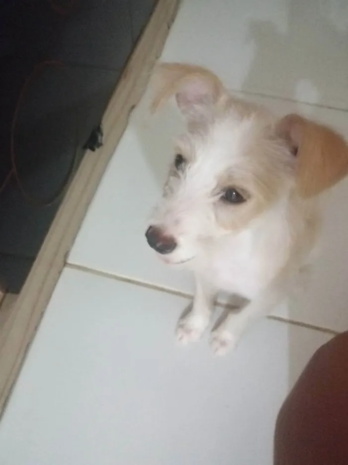 Cachorro ra a Jack Russel terrier idade 2 a 6 meses nome Cristal