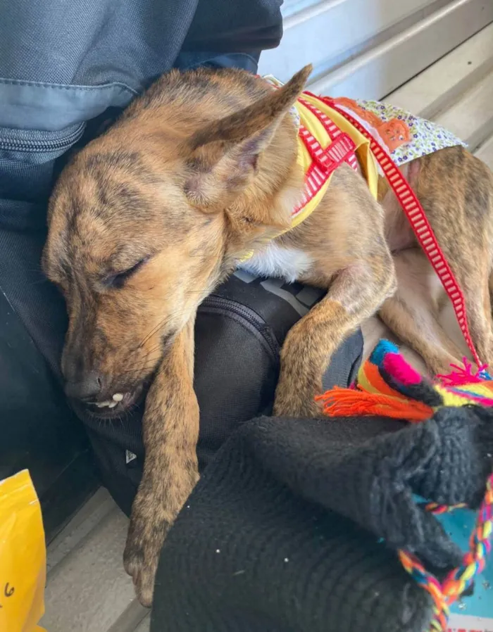 Cachorro ra a Srd  idade 7 a 11 meses nome Ross e Mônica 