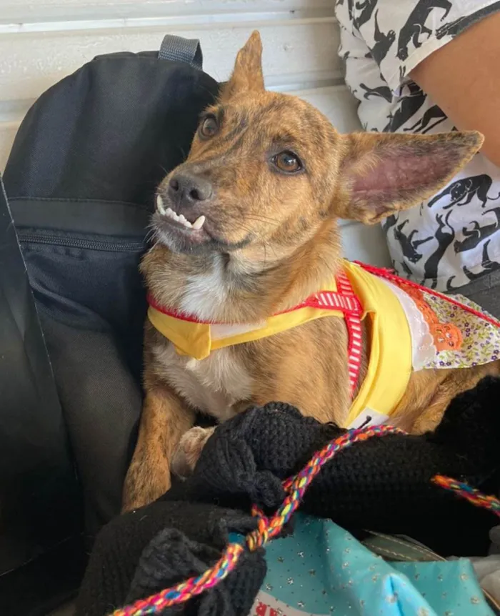 Cachorro ra a Srd  idade 7 a 11 meses nome Ross e Mônica 