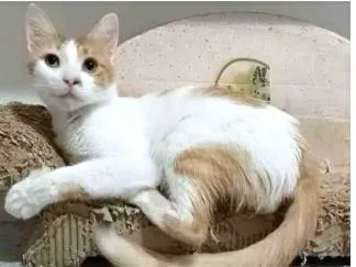 Gato ra a srd bicolor idade 1 ano nome OZZI
