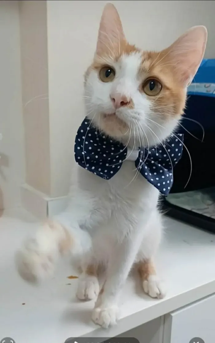 Gato ra a srd bicolor idade 1 ano nome OZZI