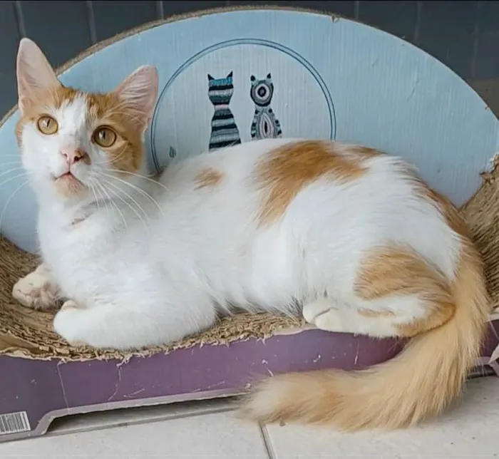 Gato ra a srd bicolor idade 1 ano nome OZZI