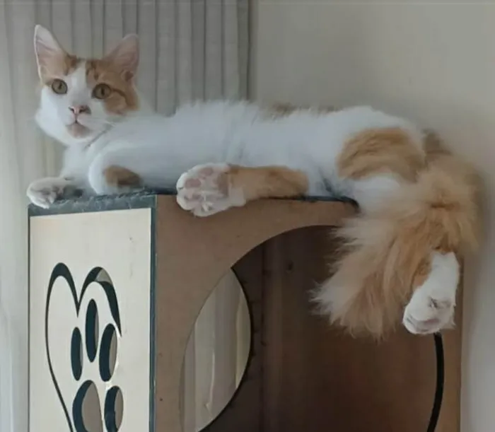 Gato ra a srd bicolor idade 1 ano nome OZZI