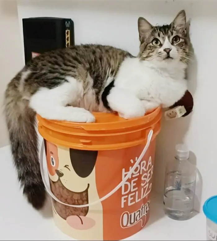 Gato ra a srd tricolor idade 7 a 11 meses nome BENEDITA 