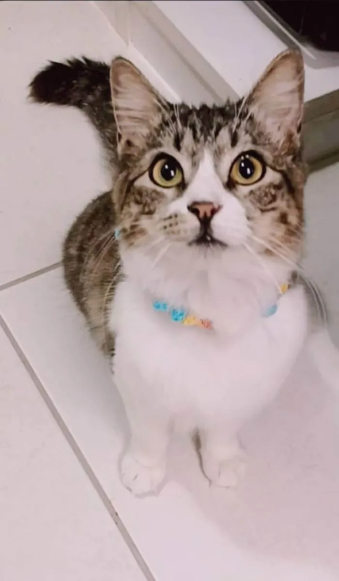 Gato ra a srd tricolor idade 7 a 11 meses nome BENEDITA 