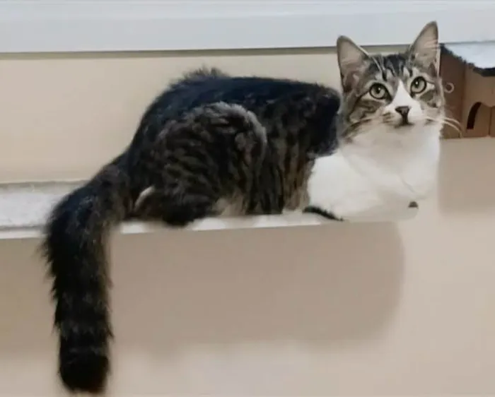 Gato ra a srd tricolor idade 7 a 11 meses nome BENEDITA 