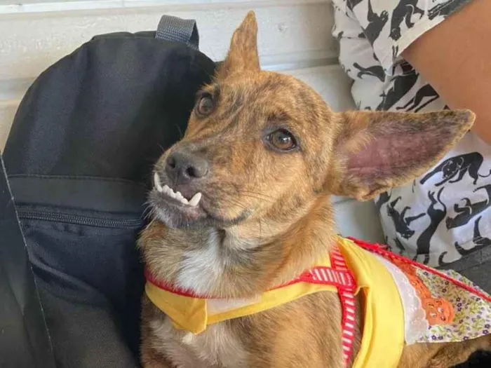 Cachorro ra a Srd  idade 7 a 11 meses nome Ross e Mônica 