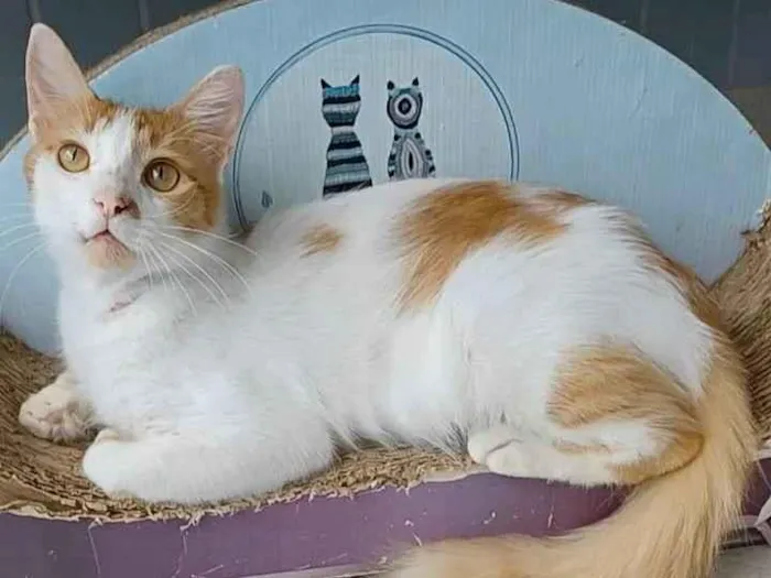 Gato ra a srd bicolor idade 1 ano nome OZZI