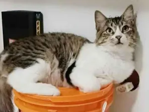 Gato raça srd tricolor idade 7 a 11 meses nome BENEDITA 