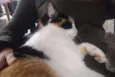 Nina