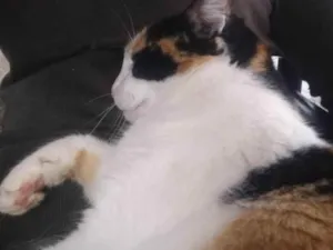 Gato raça Vira Lata idade 3 anos nome Nina