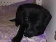 Pretinha