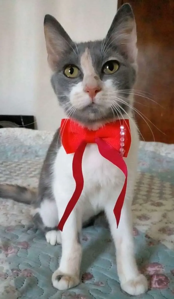 Gato ra a Srd idade 2 a 6 meses nome Sophia
