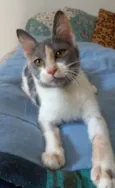 Sophia