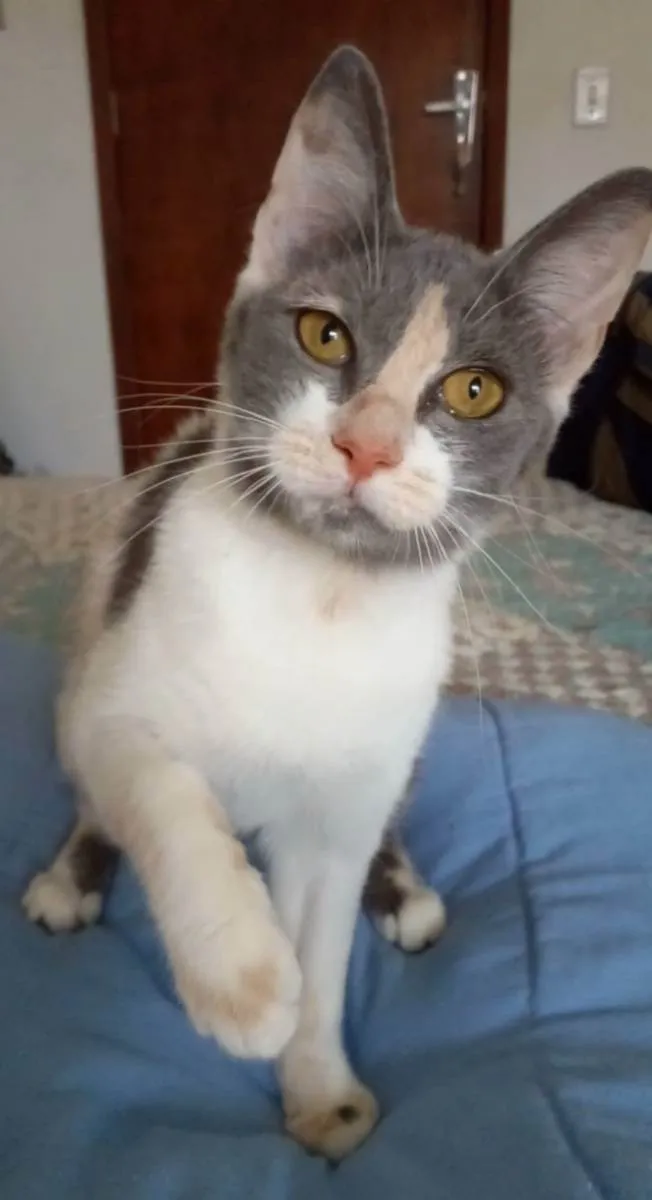 Gato ra a Srd idade 2 a 6 meses nome Sophia
