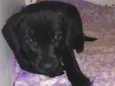 Pretinha