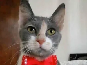 Gato raça Srd idade 2 a 6 meses nome Sophia