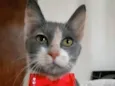 Sophia