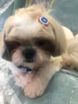 Thor e Brisa