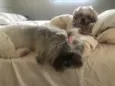 Thor e Brisa