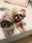 Thor e Brisa