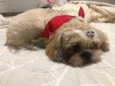 Thor e Brisa