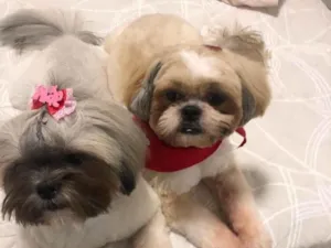 Cachorro raça Shitzu  idade 1 ano nome Thor e Brisa