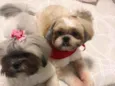 Thor e Brisa