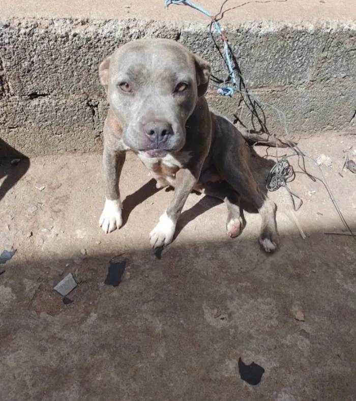 Cachorro ra a Pitbull  idade 3 anos nome Atena 