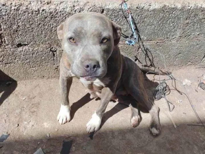 Cachorro ra a Pitbull  idade 3 anos nome Atena 