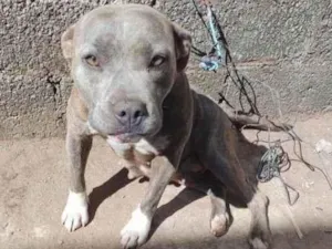 Cachorro raça Pitbull  idade 3 anos nome Atena 