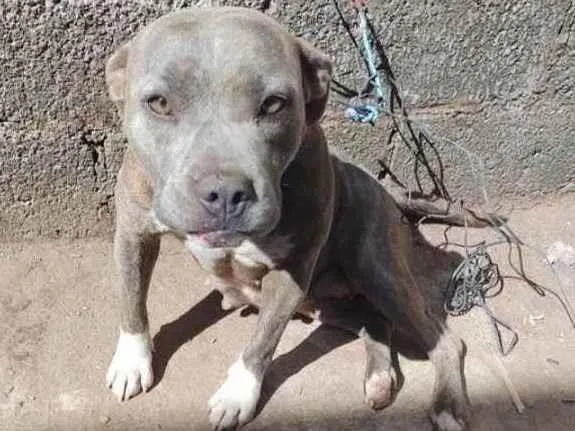 Cachorro ra a Pitbull  idade 3 anos nome Atena 