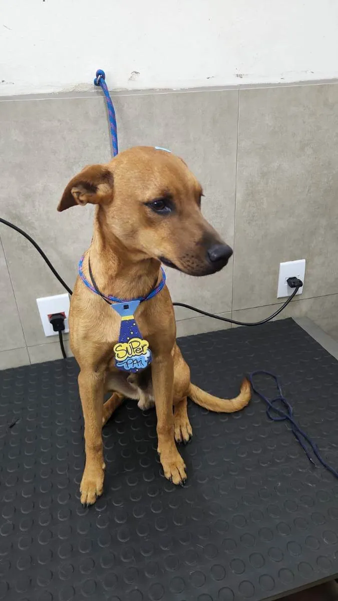 Cachorro ra a SRD idade 2 anos nome Rapadura