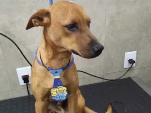 Cachorro raça SRD idade 2 anos nome Rapadura