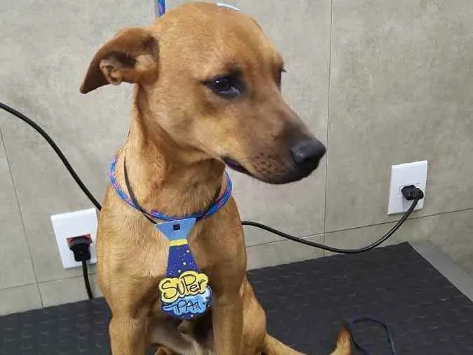 Cachorro ra a SRD idade 2 anos nome Rapadura