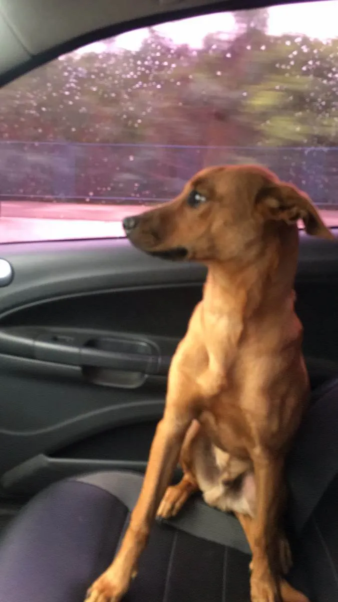 Cachorro ra a SRD idade 2 anos nome Rapadura