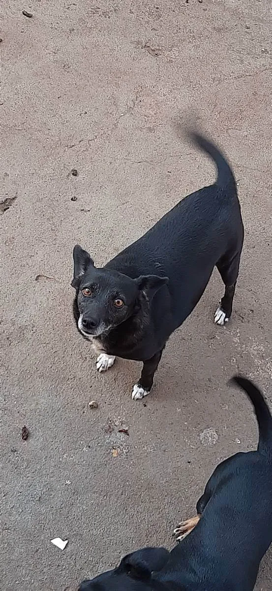 Cachorro ra a Vira lata idade 5 anos nome Pinguim e Neguinha 