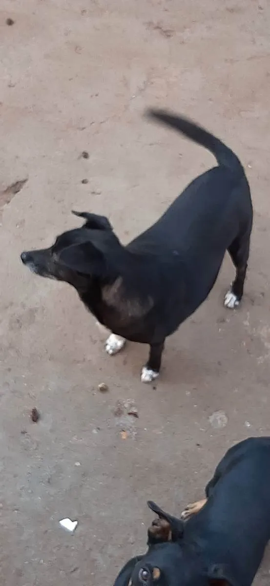 Cachorro ra a Vira lata idade 5 anos nome Pinguim e Neguinha 