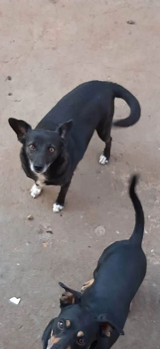 Cachorro ra a Vira lata idade 5 anos nome Pinguim e Neguinha 