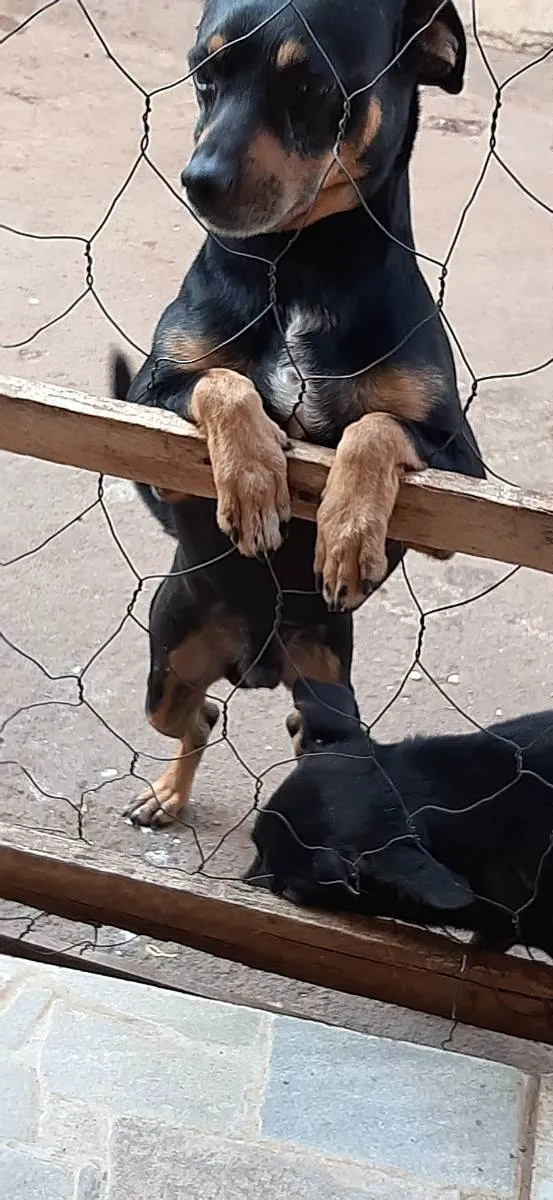 Cachorro ra a Vira lata idade 5 anos nome Pinguim e Neguinha 