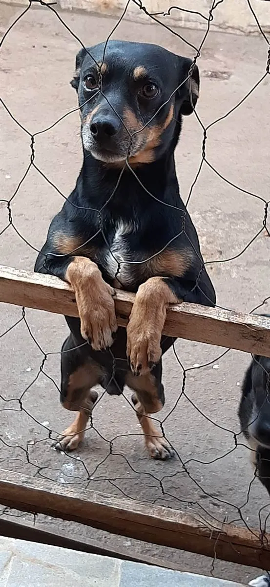 Cachorro ra a Vira lata idade 5 anos nome Pinguim e Neguinha 