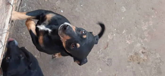 Cachorro ra a Vira lata idade 5 anos nome Pinguim e Neguinha 