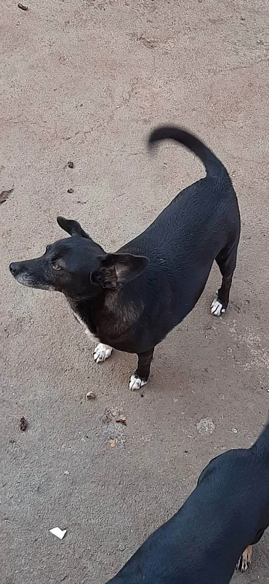 Cachorro ra a Vira lata idade 5 anos nome Pinguim e Neguinha 