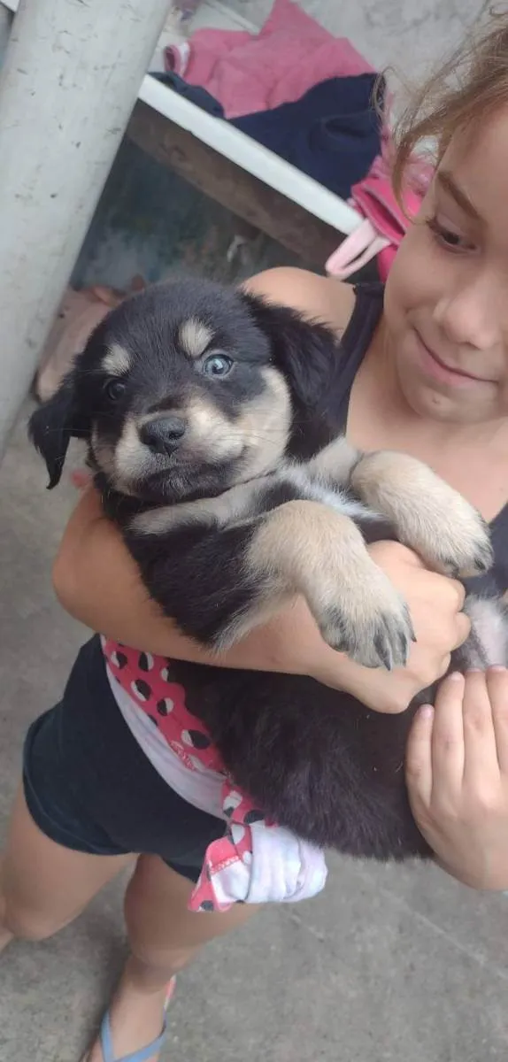 Cachorro ra a Viralata idade Abaixo de 2 meses nome Sem nome